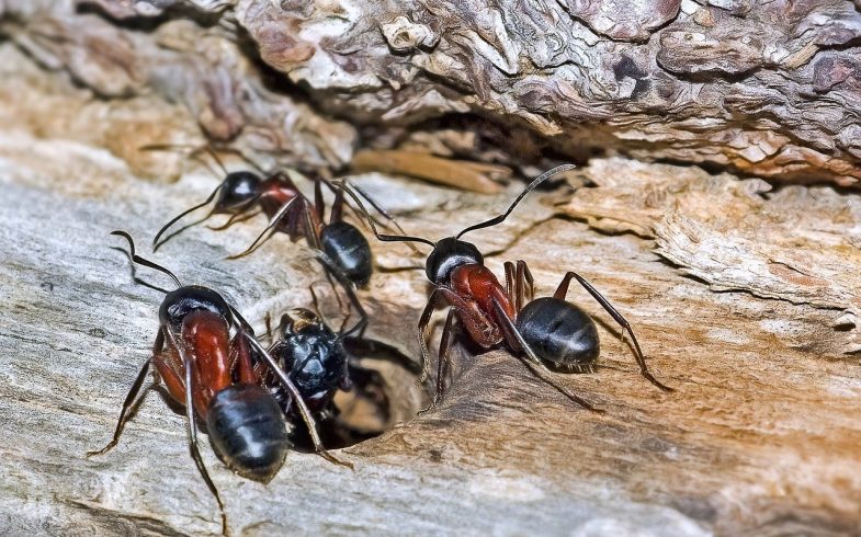 comment se débarrasser des fourmis dans le potager ?